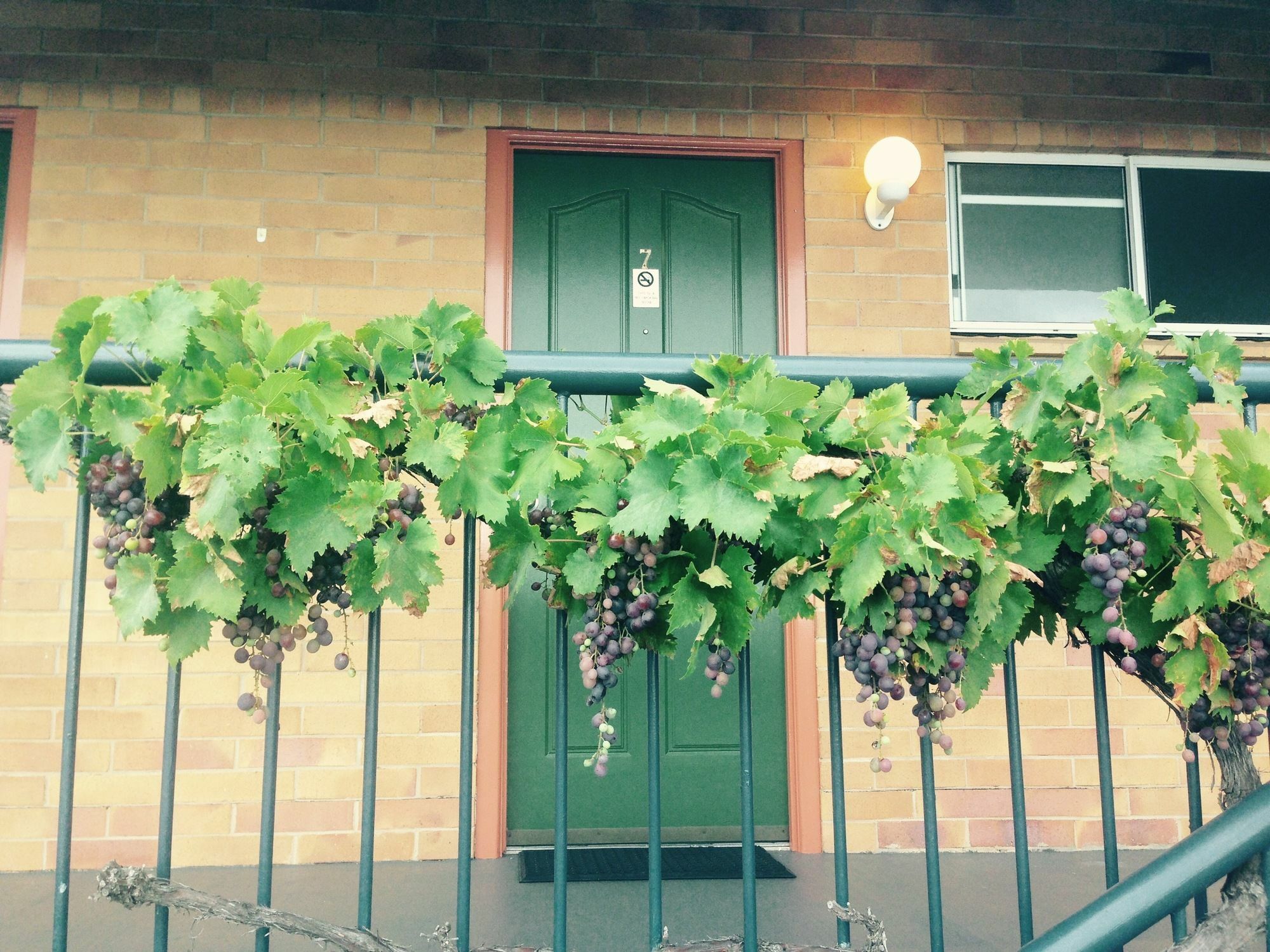 The Vines Motel & Cottages Stanthorpe Exterior photo